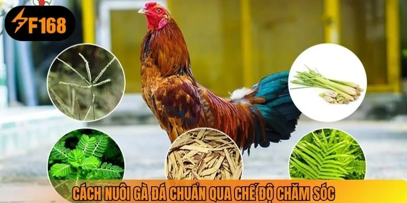 Cách nuôi gà đá chuẩn qua chế độ chăm sóc