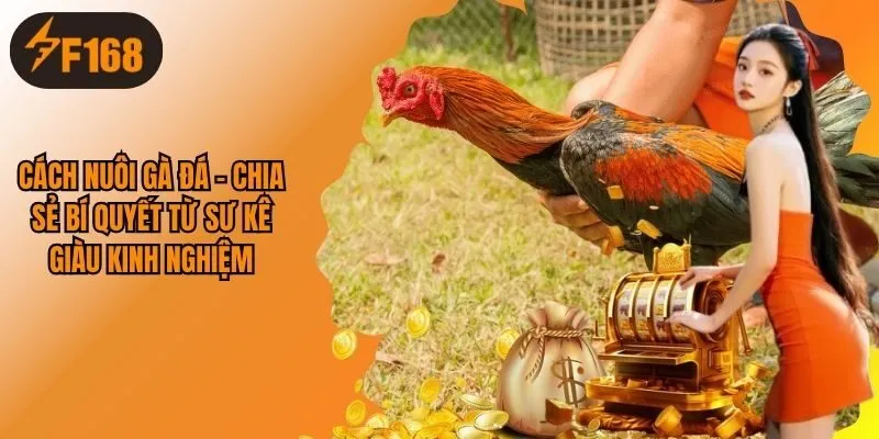 Cách Nuôi Gà Đá - Chia Sẻ Bí Quyết Từ Sư Kê Giàu Kinh Nghiệm