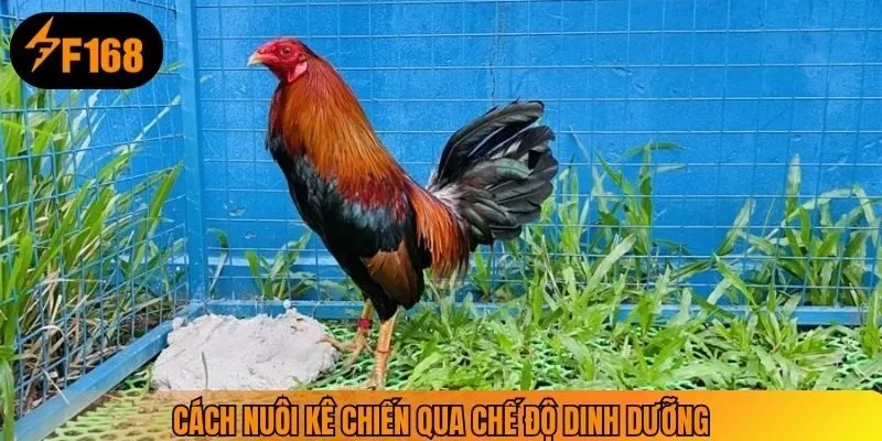 Cách nuôi kê chiến qua chế độ dinh dưỡng