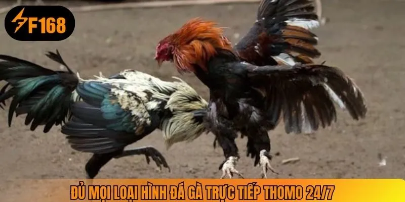 Đủ mọi loại hình đá gà trực tiếp Thomo 24/7