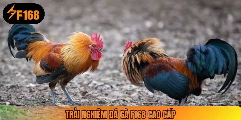 Trải nghiệm đá gà F168 cao cấp