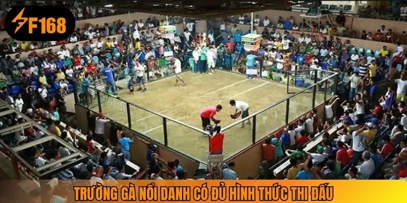 Trường gà nổi danh có đủ hình thức thi đấu