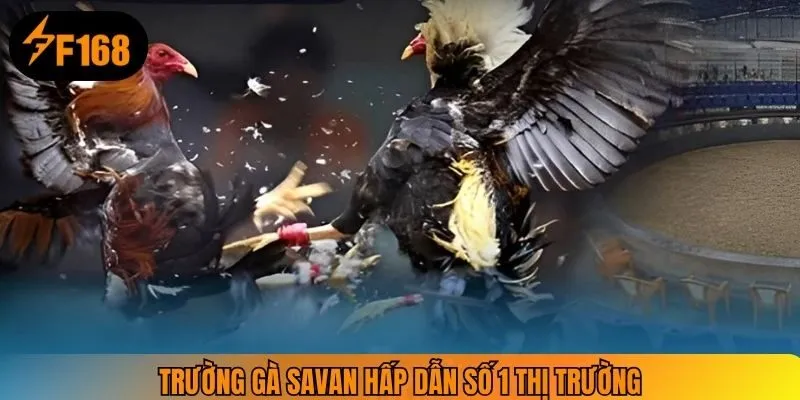 Trường gà Savan hấp dẫn số 1 thị trường